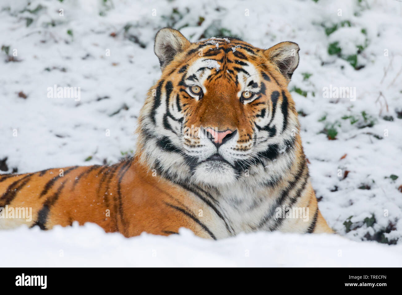 Sibirische Tiger, Amurian Tiger (Panthera tigris altaica), Portrait im Schnee Stockfoto