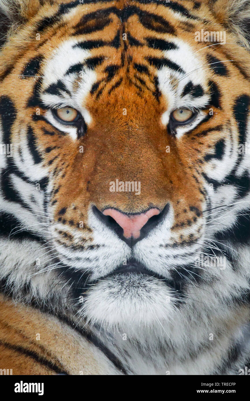 Sibirische Tiger, Amurian Tiger (Panthera Tigris Altaica), portrait Stockfoto