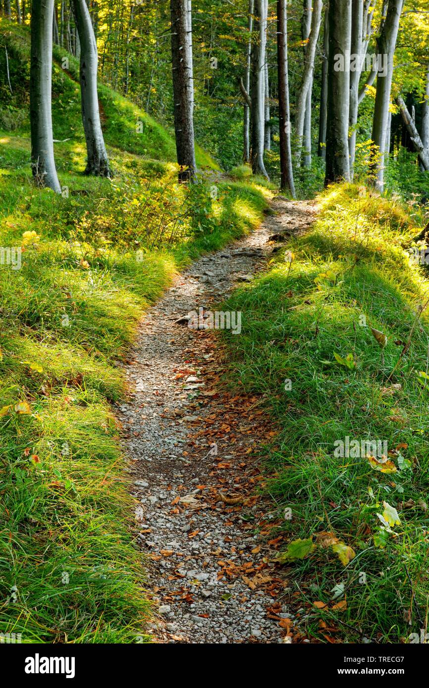 Gemeinsame Buche (Fagus sylvatica), Waldweg, Schweiz Stockfoto