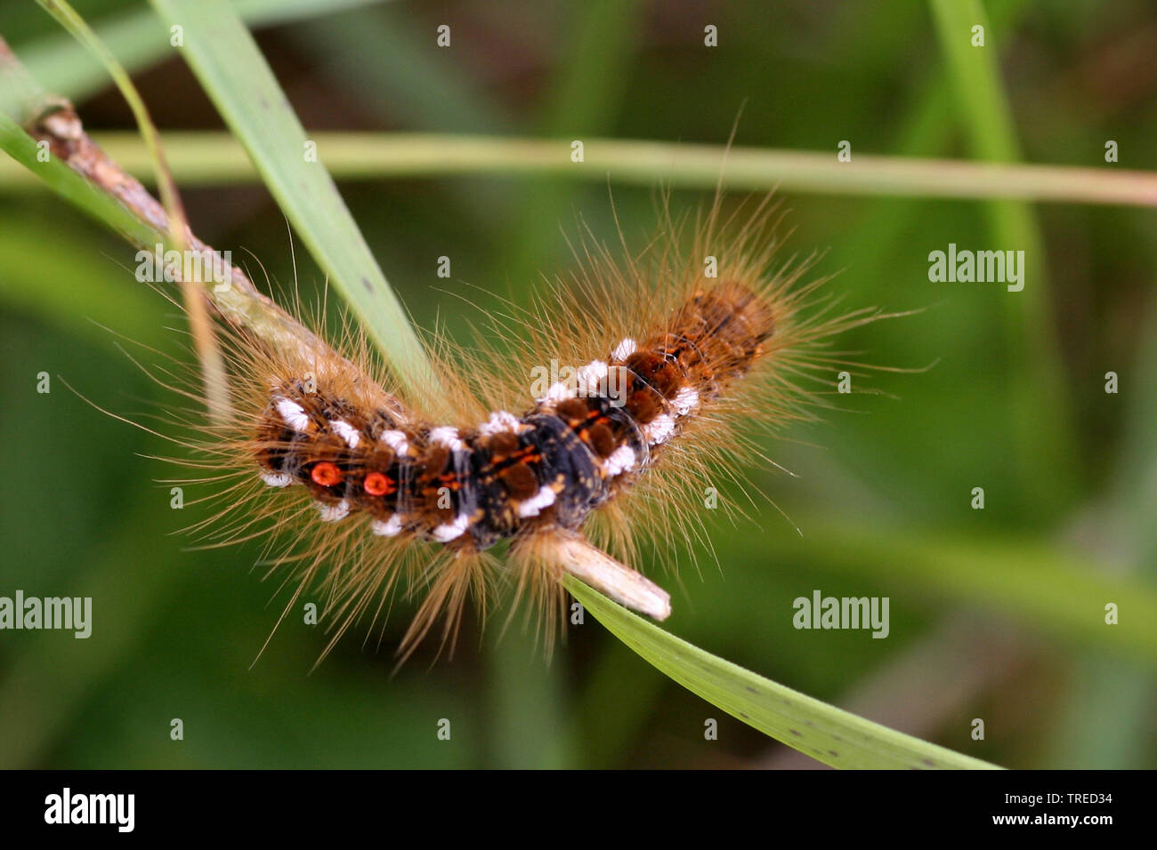 braune-haarige-raupe-fotos-und-bildmaterial-in-hoher-aufl-sung-alamy