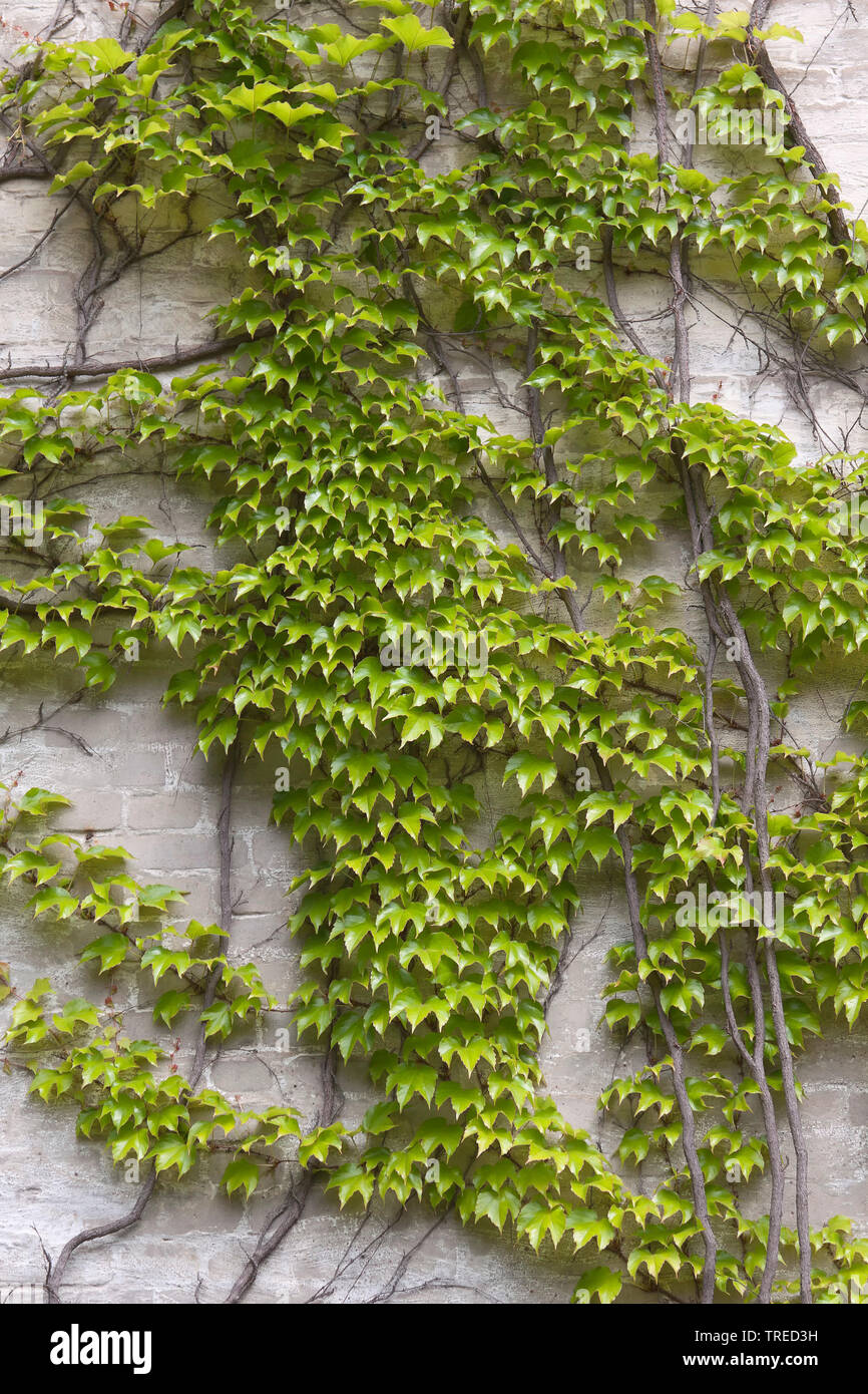 efeutute buschiger machen Grosse Silbrige Efeutute main image 0