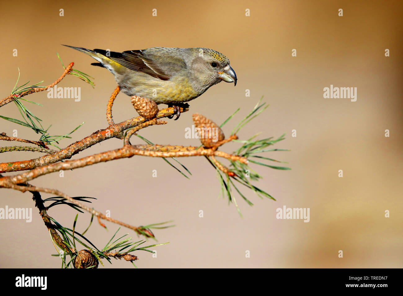 Parrot gegenwechsel (Loxia pytyopsittacus), Weibliche auf einem mit Pinien Branch, Niederlande Stockfoto