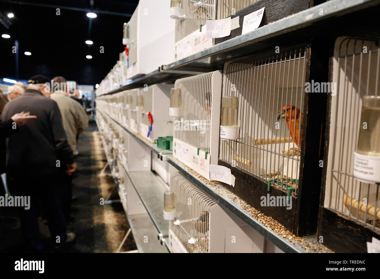 Parrot gegenwechsel (Loxia pytyopsittacus), in einem Vogelkäfig auf einer Ausstellung, Niederlande Stockfoto