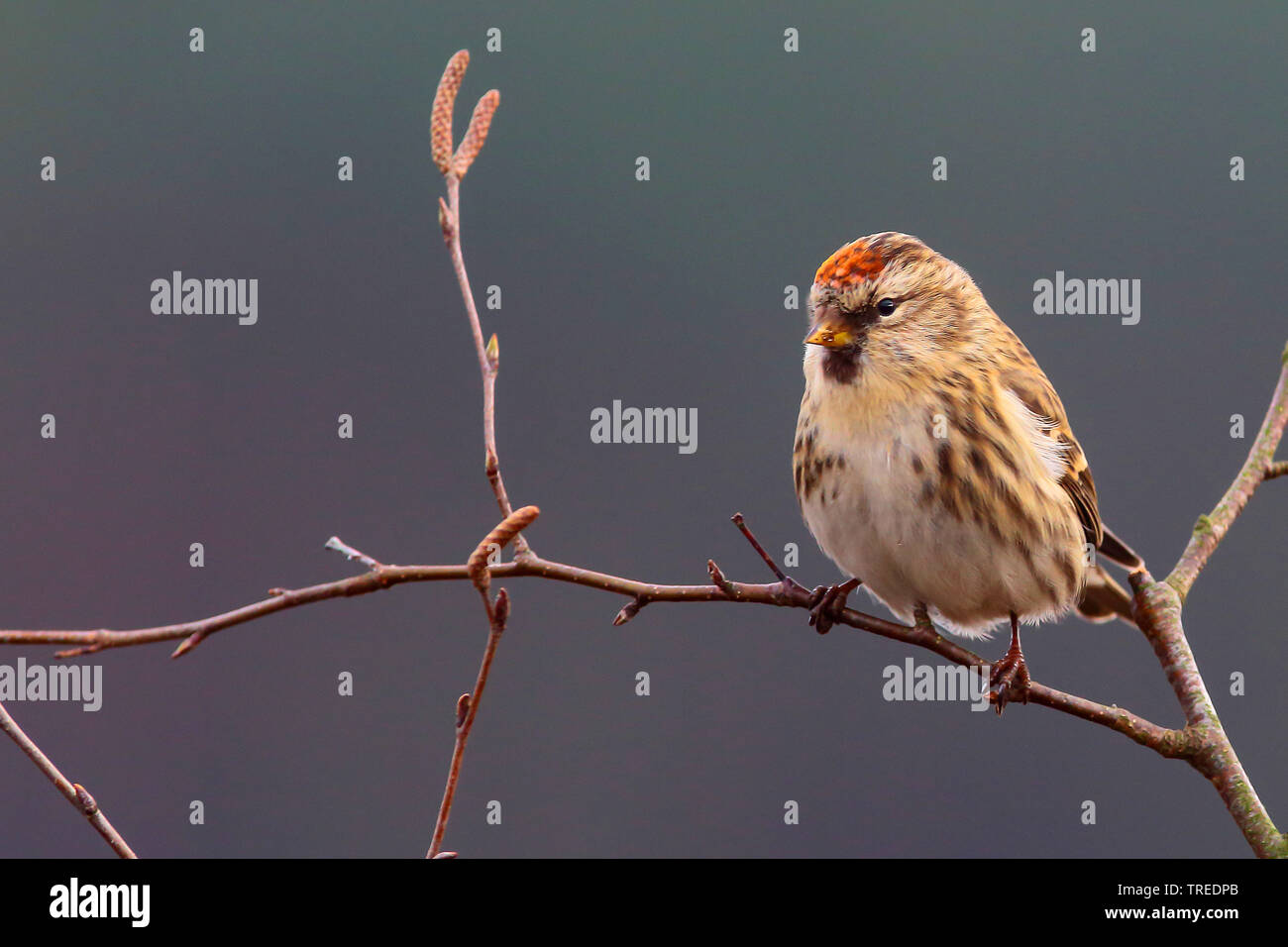 Redpoll, common redpoll (Carduelis flammea, Acanthis flammea), sitzt auf einem Ast, Deutschland Stockfoto