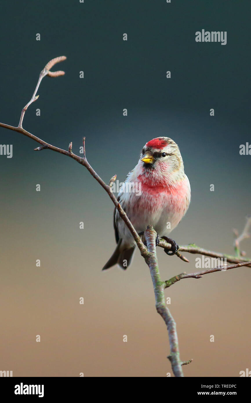 Redpoll, common redpoll (Carduelis flammea, Acanthis flammea), sitzt auf einem Ast, Deutschland Stockfoto