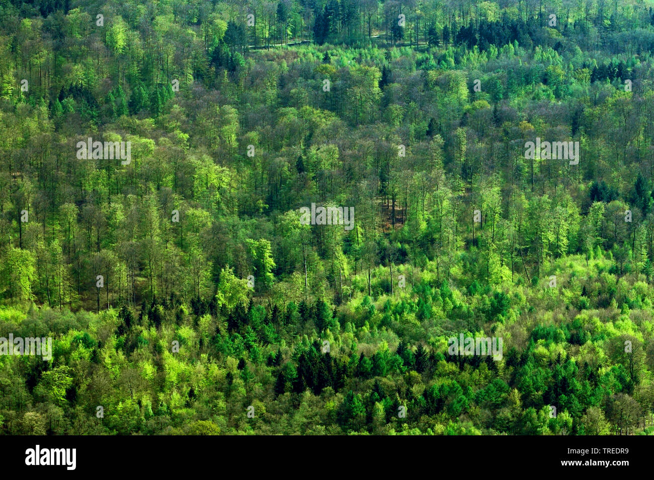 Mischwald in Norddeutschland, Luftaufnahme, Deutschland Stockfoto