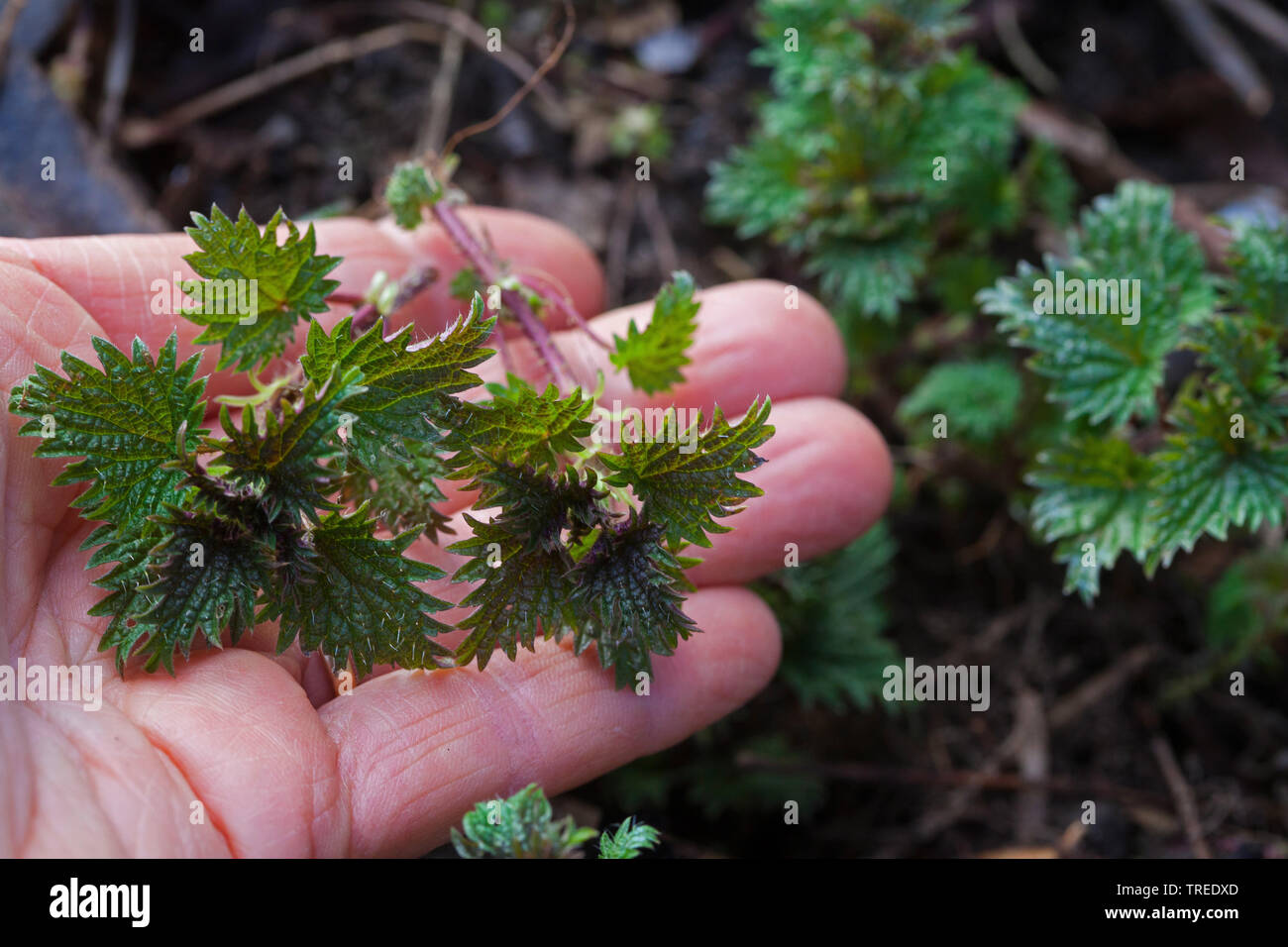 Brennnessel (Urtica dioica), junge Blätter im Frühjahr, Deutschland Stockfoto