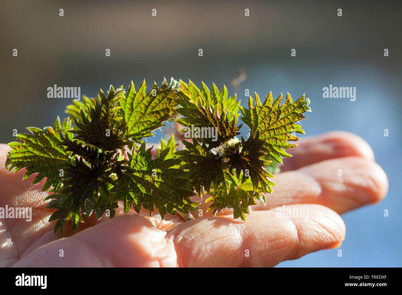 Brennnessel (Urtica dioica), junge Blätter im Frühjahr, Deutschland Stockfoto