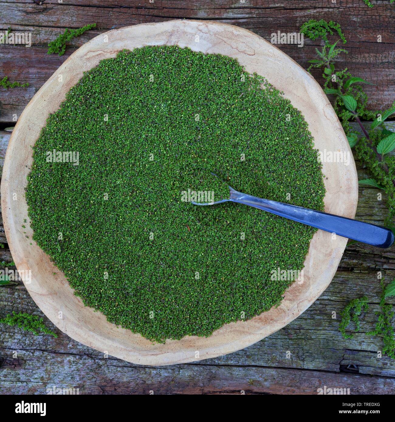 Brennnessel (Urtica dioica), gesammelte Samen, Deutschland Stockfoto