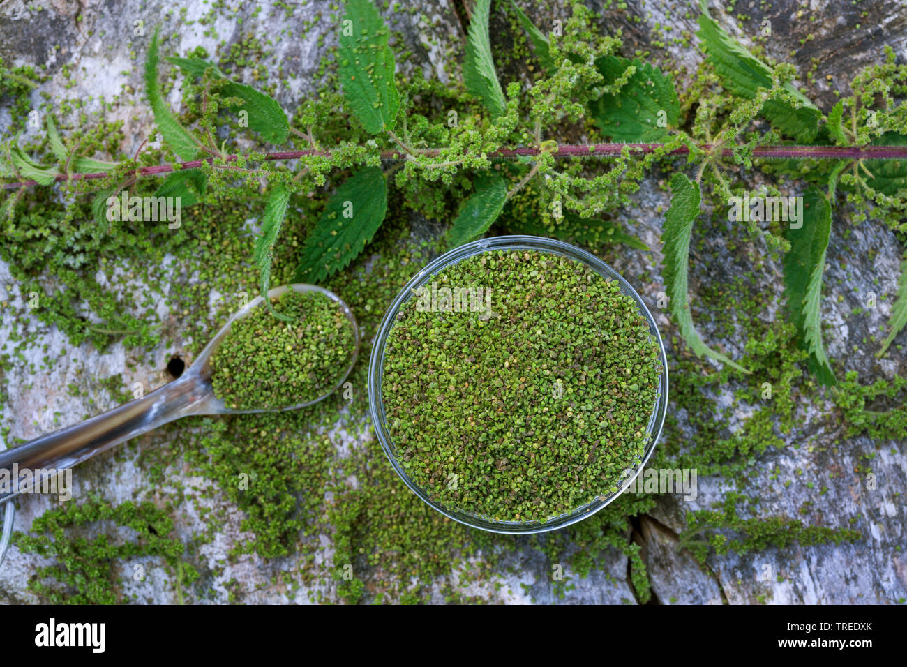 Brennnessel (Urtica dioica), gesammelte Samen, Deutschland Stockfoto