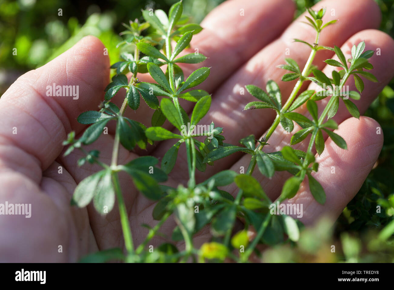 Hackmesser, Goosegrass, Catchweed bedstraw (Galium aparine), junge Pflanzen, gesammelt, Deutschland Stockfoto