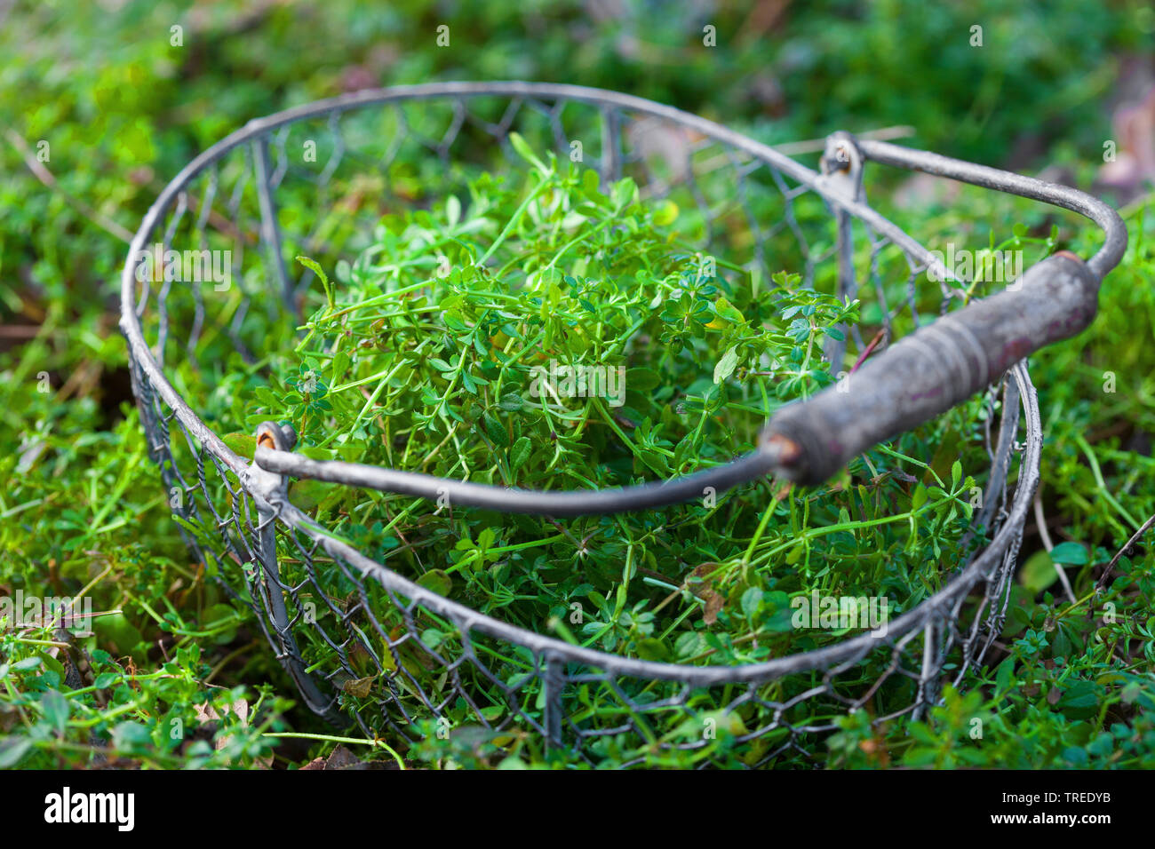 Hackmesser, Goosegrass, Catchweed bedstraw (Galium aparine), junge Pflanzen, in einem Korb gesammelt, Deutschland Stockfoto