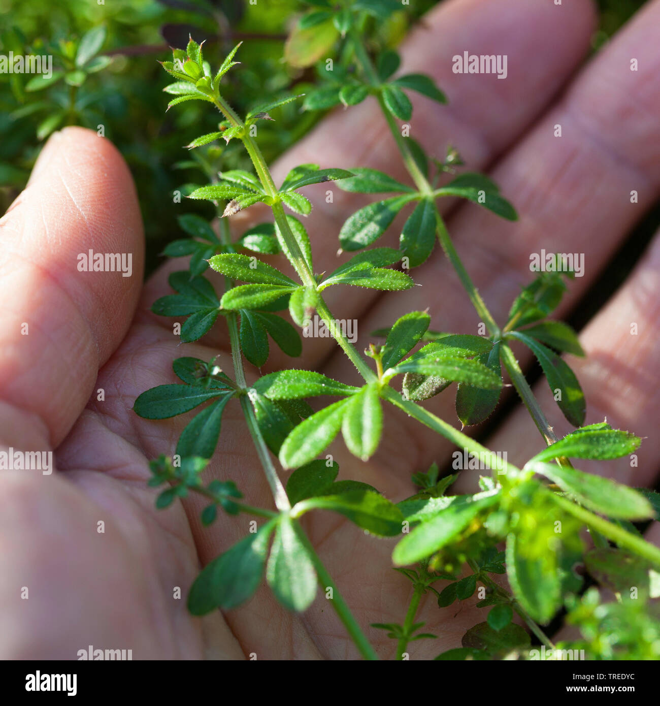 Hackmesser, Goosegrass, Catchweed bedstraw (Galium aparine), junge Pflanzen, gesammelt, Deutschland Stockfoto