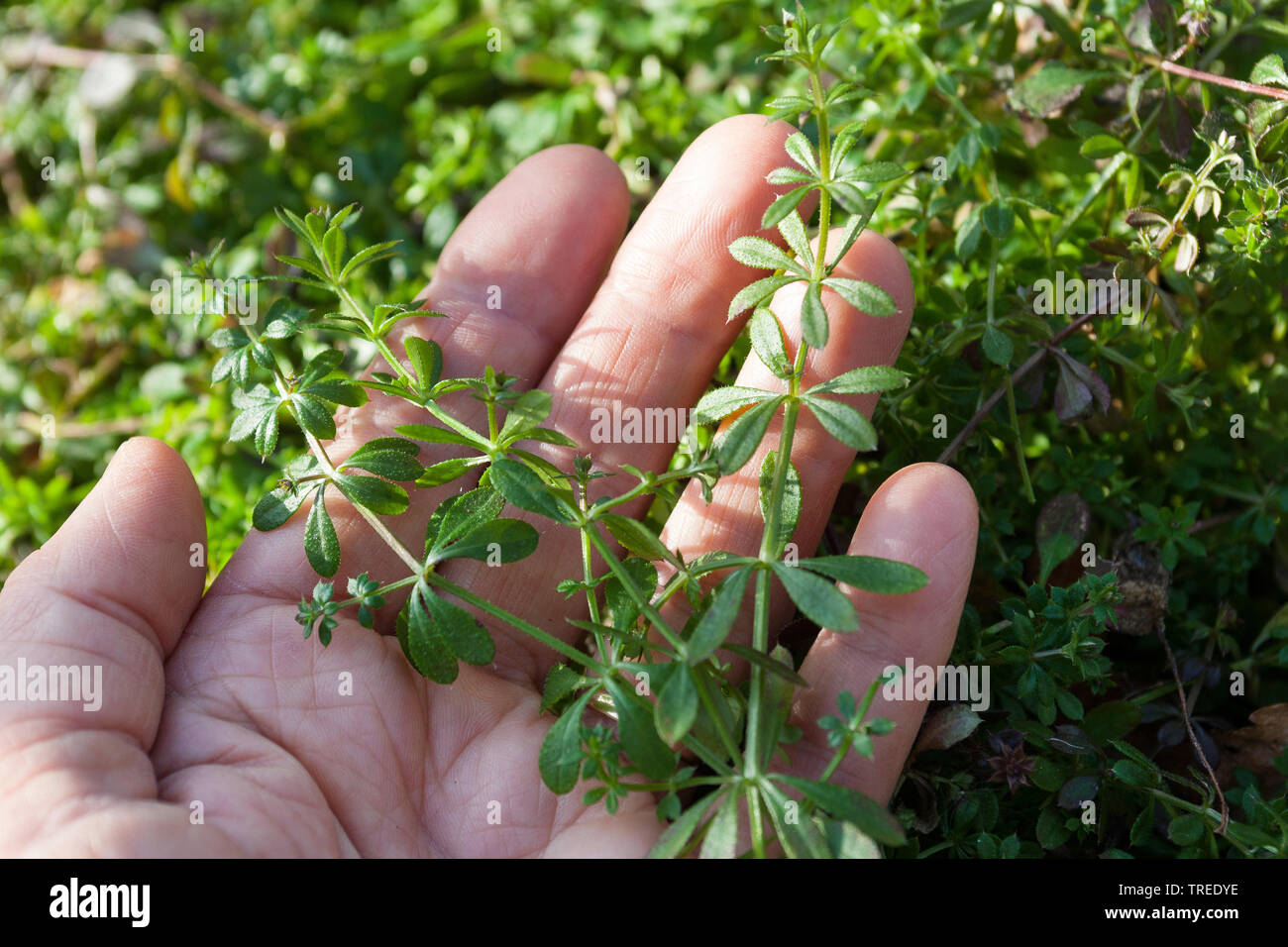 Hackmesser, Goosegrass, Catchweed bedstraw (Galium aparine), junge Pflanzen, gesammelt, Deutschland Stockfoto
