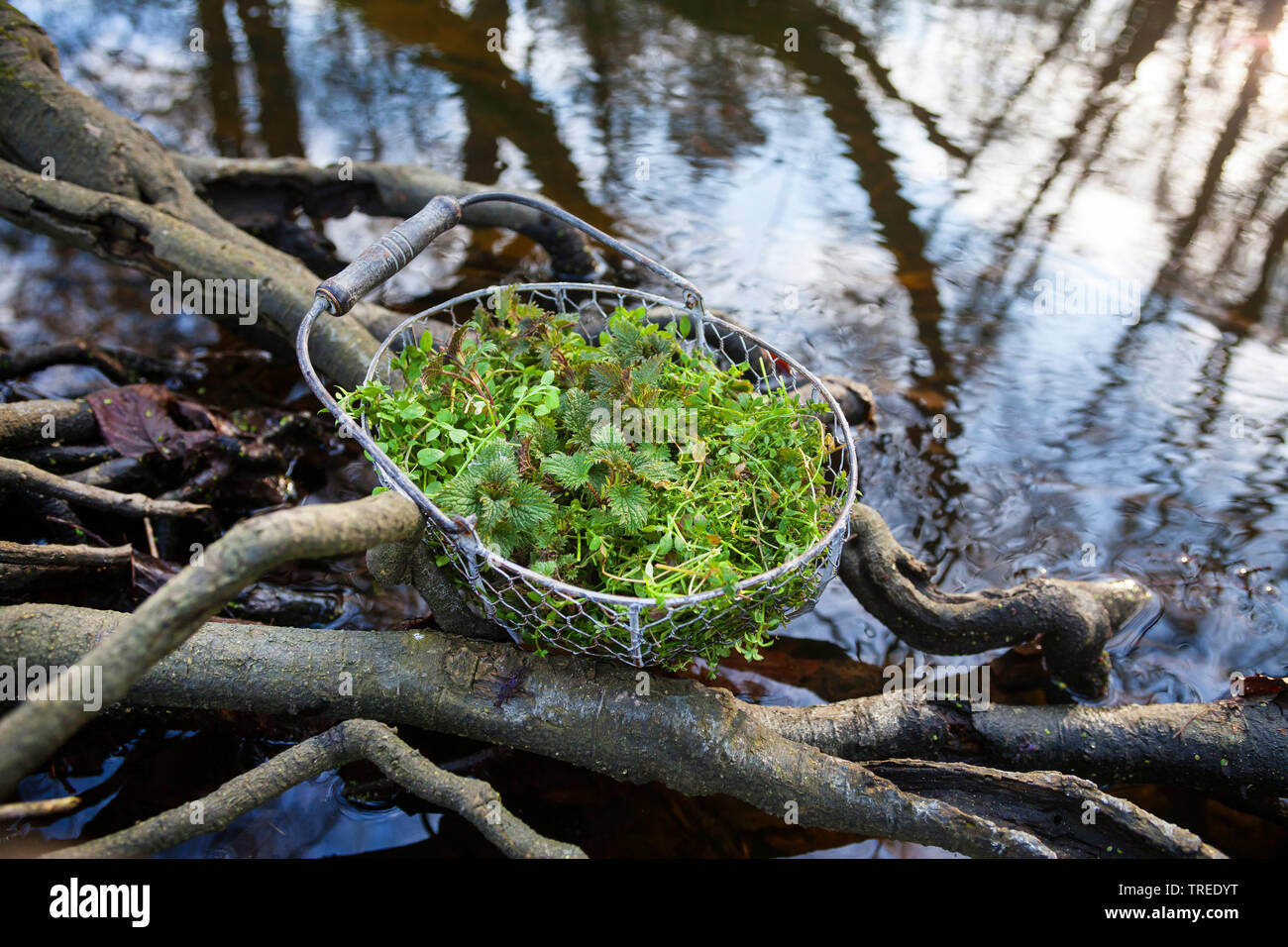 Gesammelte Blätter Brennnessel, Vogelmiere und Goosegrass in einem Korb, Deutschland Stockfoto