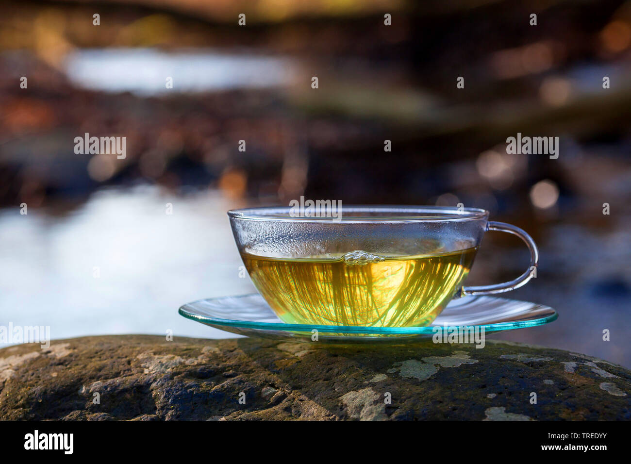 Tee aus frischen Blättern der Brennnessel, Vogelmiere und goosegrass gemacht, Deutschland Stockfoto