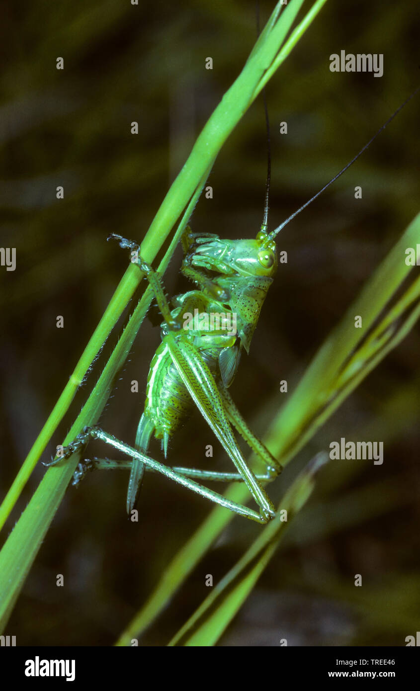 Große grüne, grüne Bush-Cricket Bush-Cricket (Tettigonia Viridissima), weiblich, Larve im 6 Entwicklungsstadium, Serie Bild 6/7, Deutschland Stockfoto