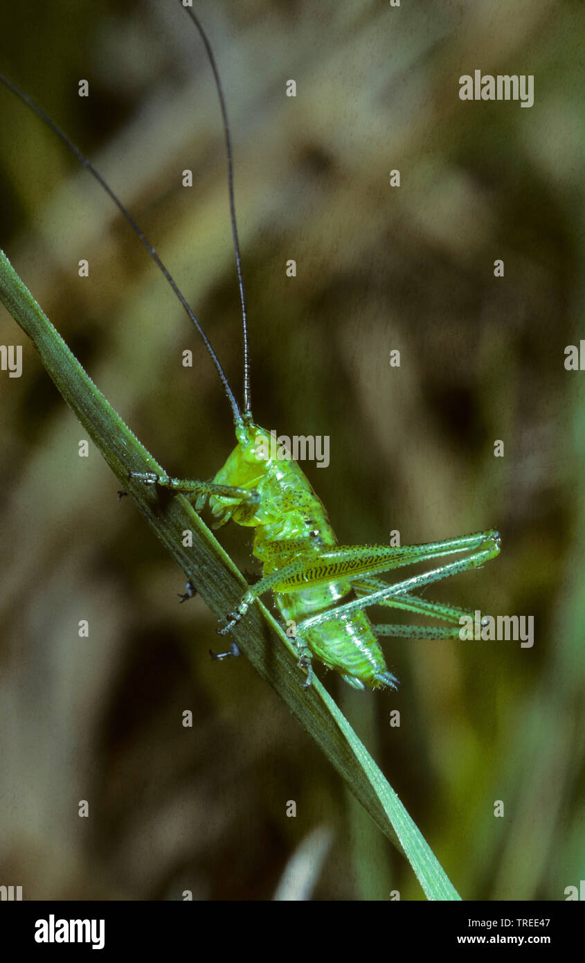 Große grüne, grüne Bush-Cricket Bush-Cricket (Tettigonia Viridissima), weiblich, Larve im 3 Entwicklungsstadium, Serie Bild 3/7, Deutschland Stockfoto