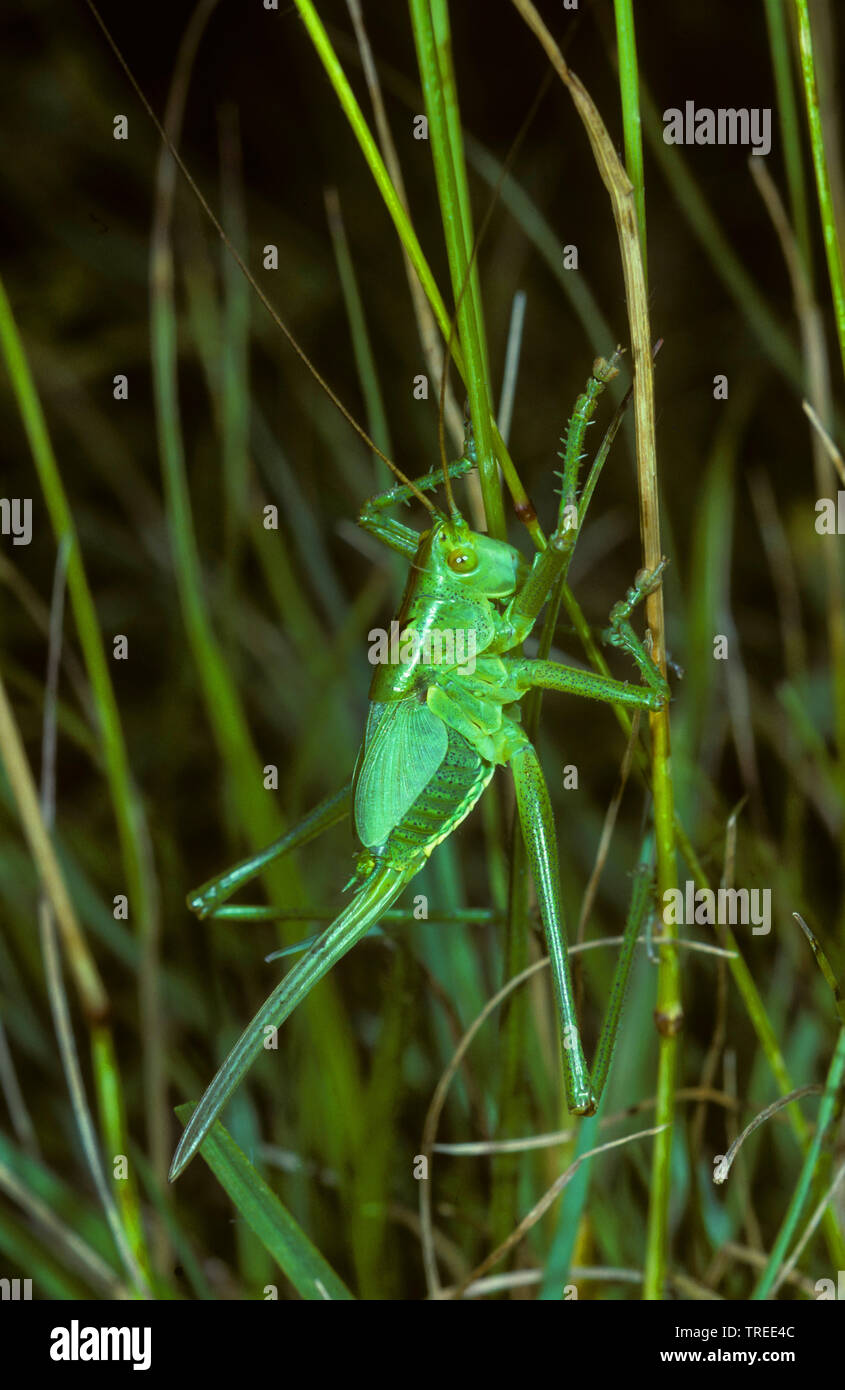 Große grüne, grüne Bush-Cricket Bush-Cricket (Tettigonia Viridissima), weiblich, Larve im 7 Entwicklungsstadium, Serie Bild 7/7, Deutschland Stockfoto