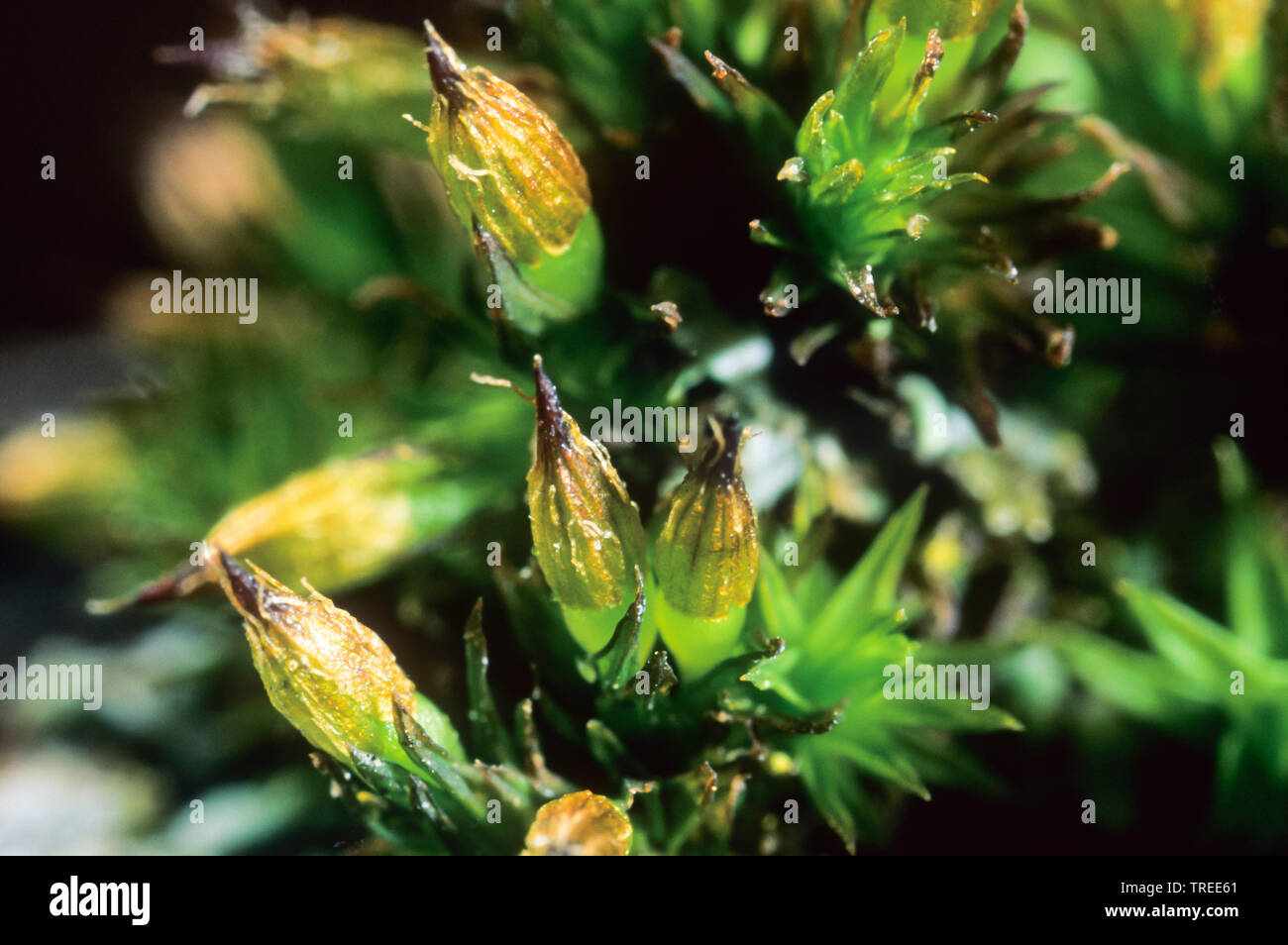 Holz Borsten - Moos (Orthotrichum affine), mit Kapsel, Deutschland Stockfoto