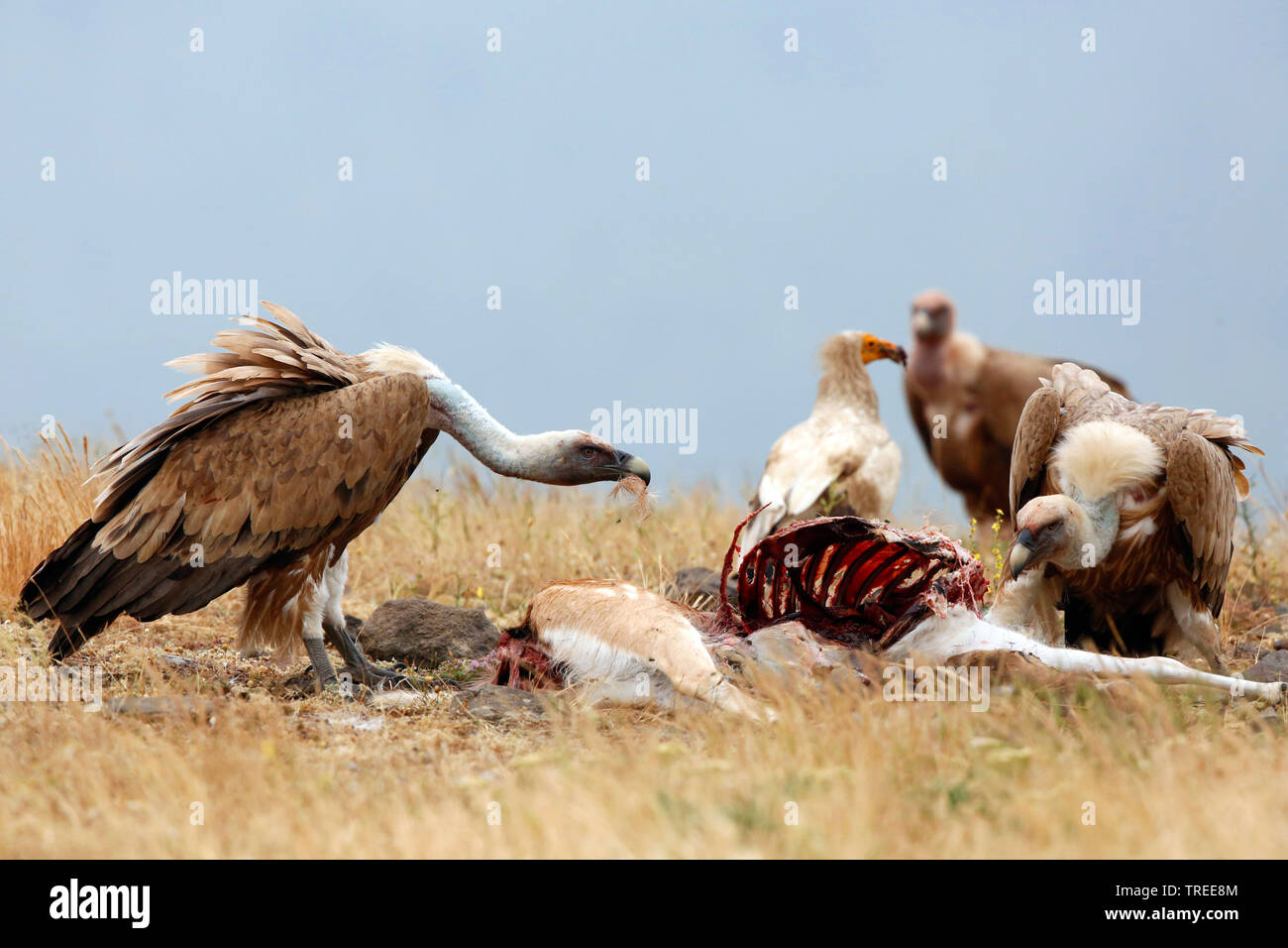 Gänsegeier (Tylose in Fulvus), Essen Gänsegeier an einem Kadaver, Bulgarien Stockfoto