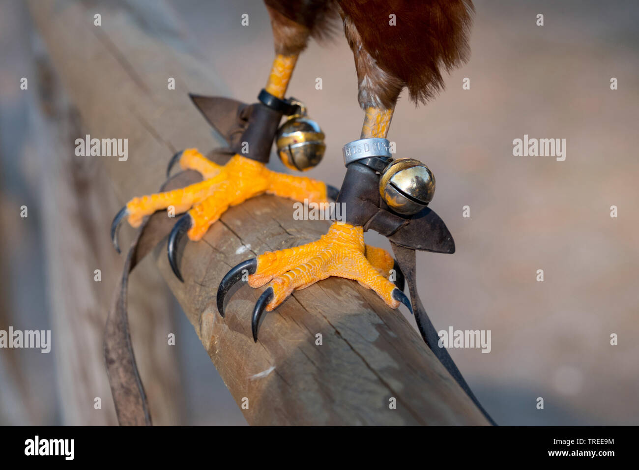 Harris Hawk (Parabuteo unicinctus), Beringt harris Hawk, Deutschland Stockfoto