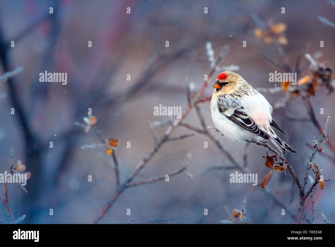 Arktis redpoll, Hoary redpoll (Carduelis hornemanni hornemanni hornemanni Hornemanni, Acanthis), sitzt auf einem Ast, Grönland Stockfoto
