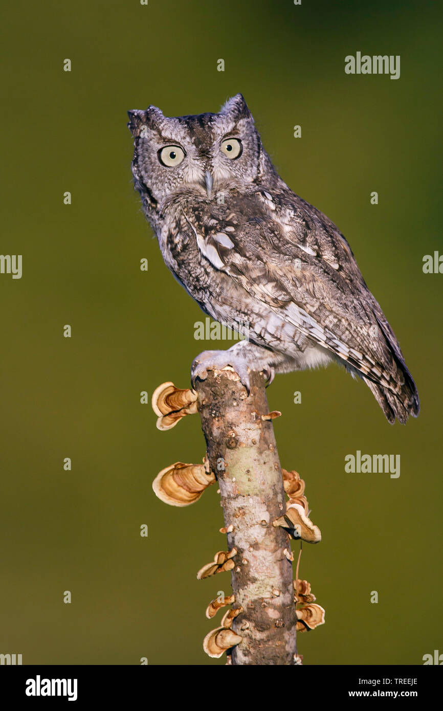 Eastern Screech Owl (Megascops asio), auf einem Zweig, USA, Texas Stockfoto