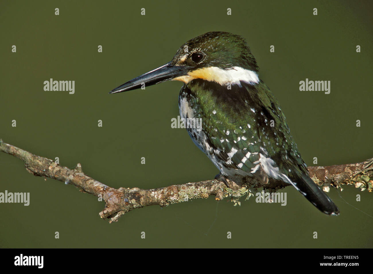 Green Kingfisher (Chloroceryle americana), Weibliche auf einem Zweig, USA, Texas Stockfoto