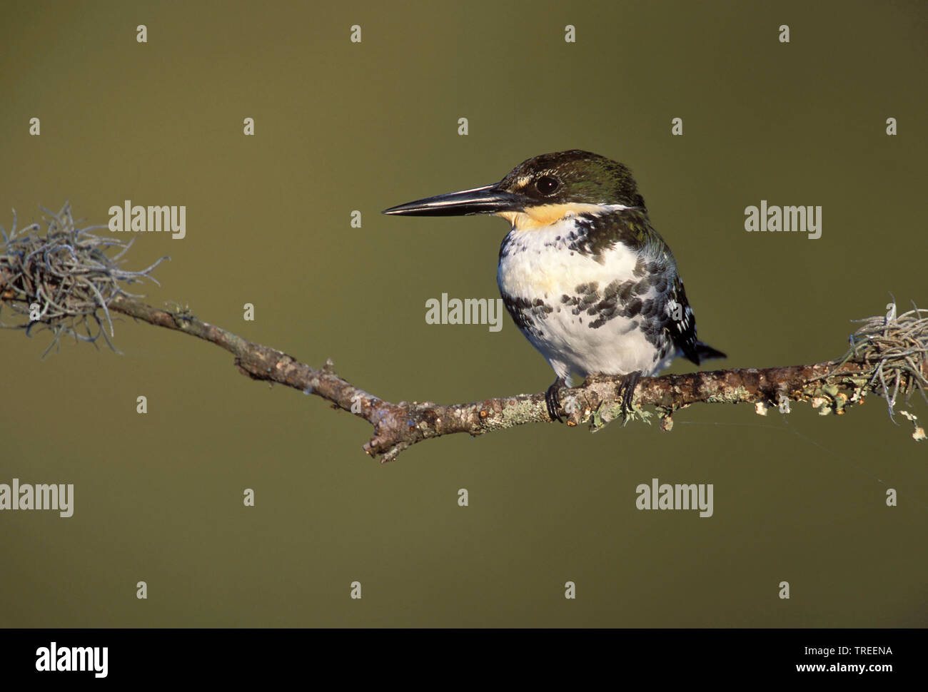 Green Kingfisher (Chloroceryle americana), Weibliche auf einem Zweig, USA, Texas Stockfoto