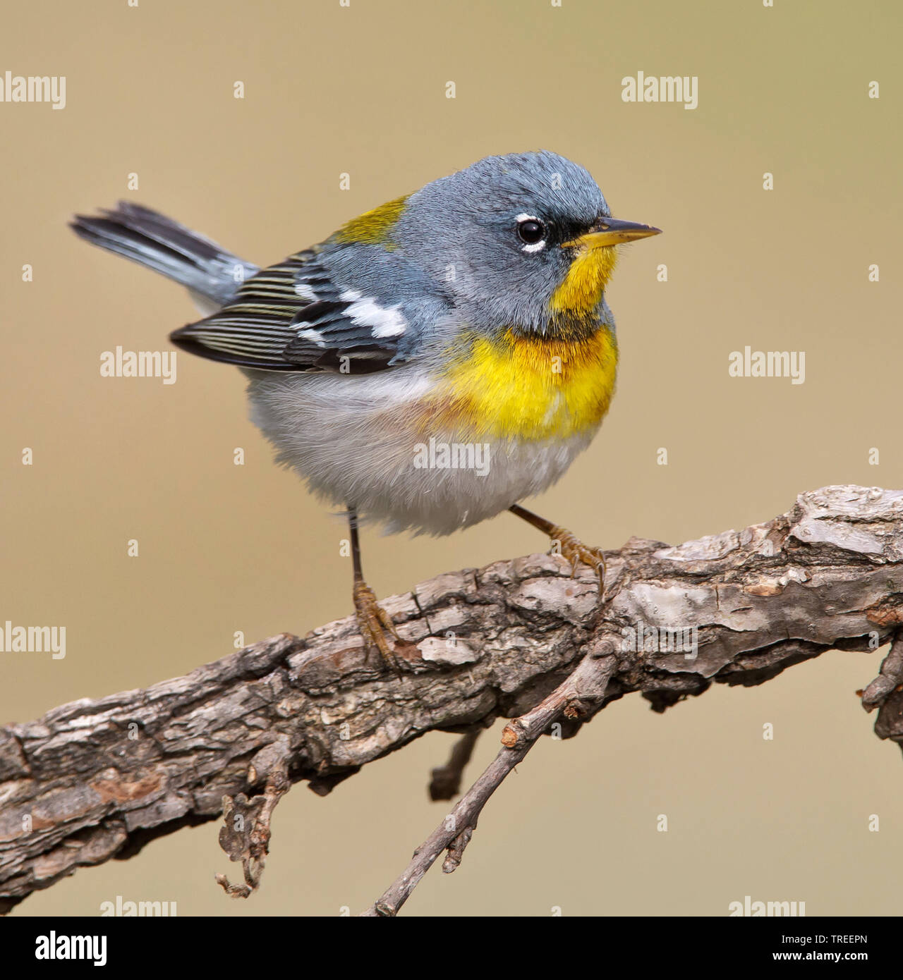 Parula Warbler (Parula americana), male auf einem Zweig, USA, Texas Stockfoto