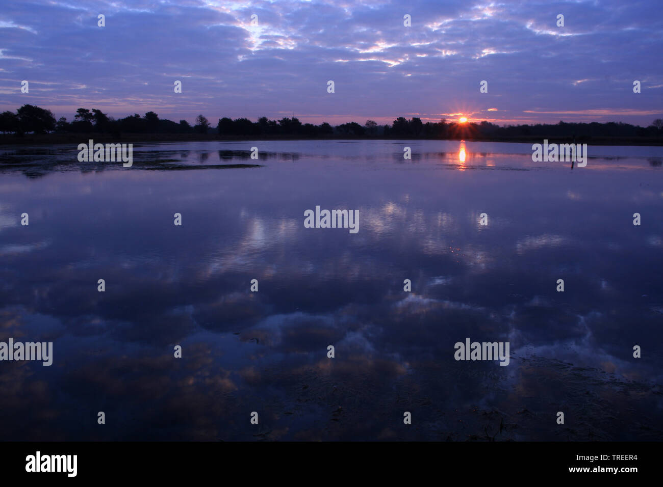 Landschotsche Heide, Niederlande, Drenthe Stockfoto