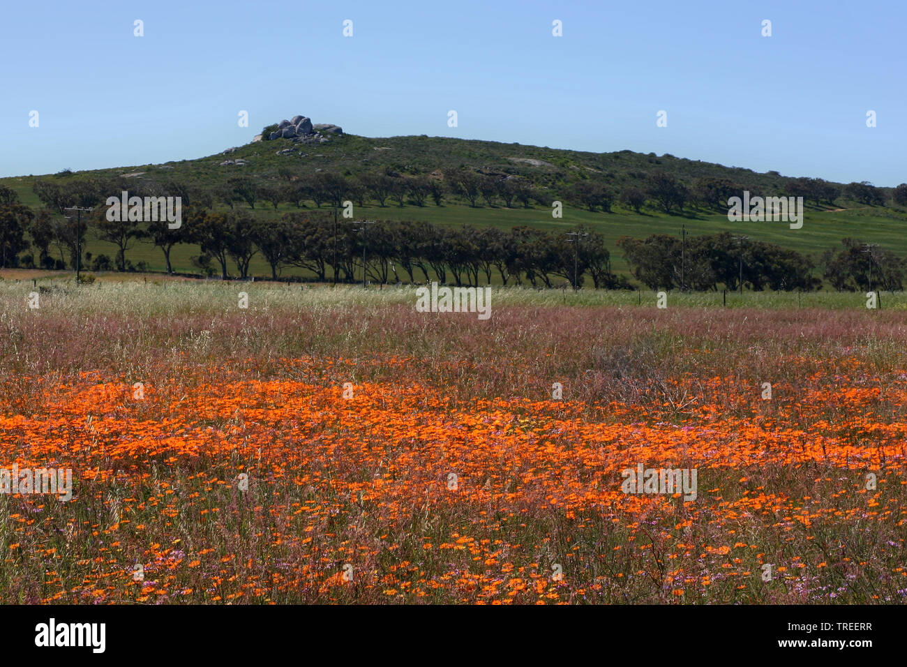 Blühende Wüste, Südafrika, Namaqualand Stockfoto
