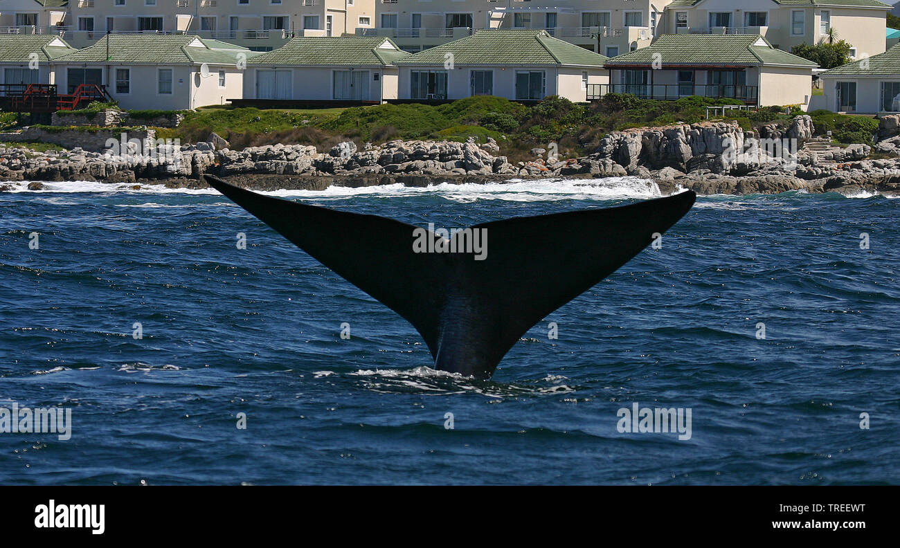 Südkaper (Eubalaena Australis, Balaena glacialis australis), Eintauchen, Schwanzflosse aus dem Wasser in der Nähe der Küste, Südafrika Stockfoto