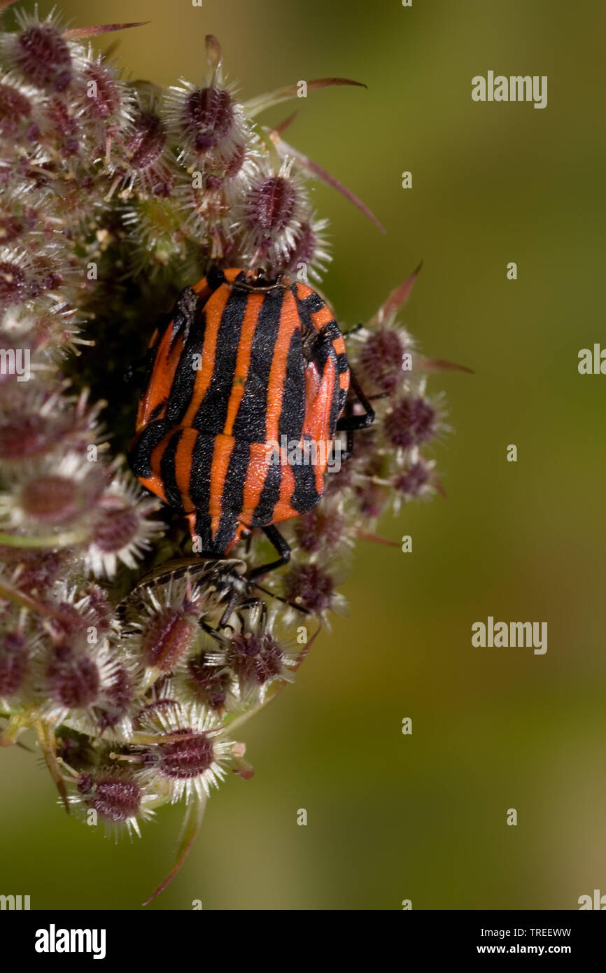 Italienische Striped-Bug, Minstrel Bug (Graphosoma lineatum, Graphosoma italicum), sitzt auf einem Blütenstand, Frankreich Stockfoto