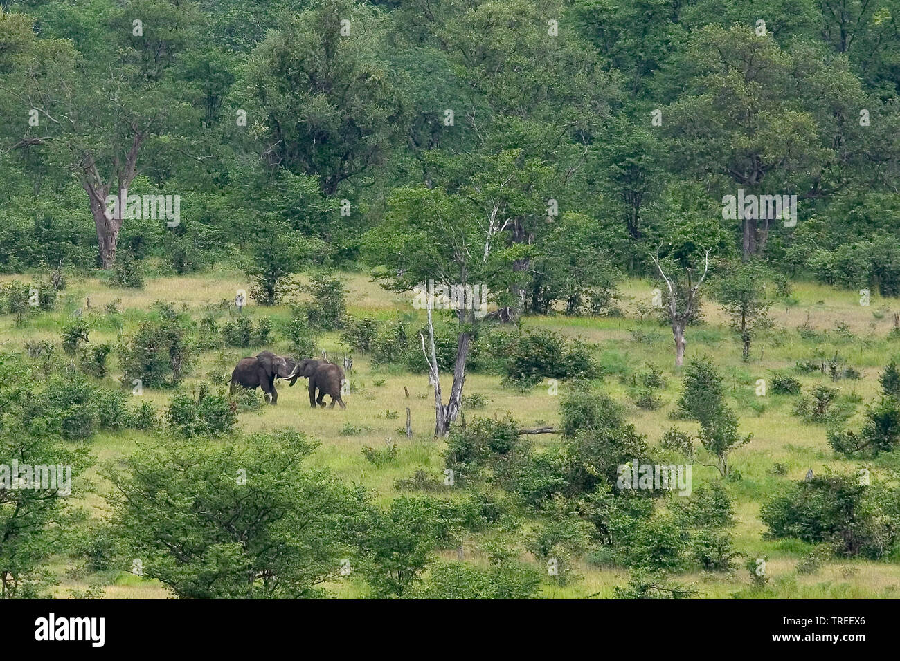 Afrikanischer Elefant (Loxodonta africana), zwei kämpfende Elefanten in der Savanne, Sambia South Luangwa National Park Stockfoto