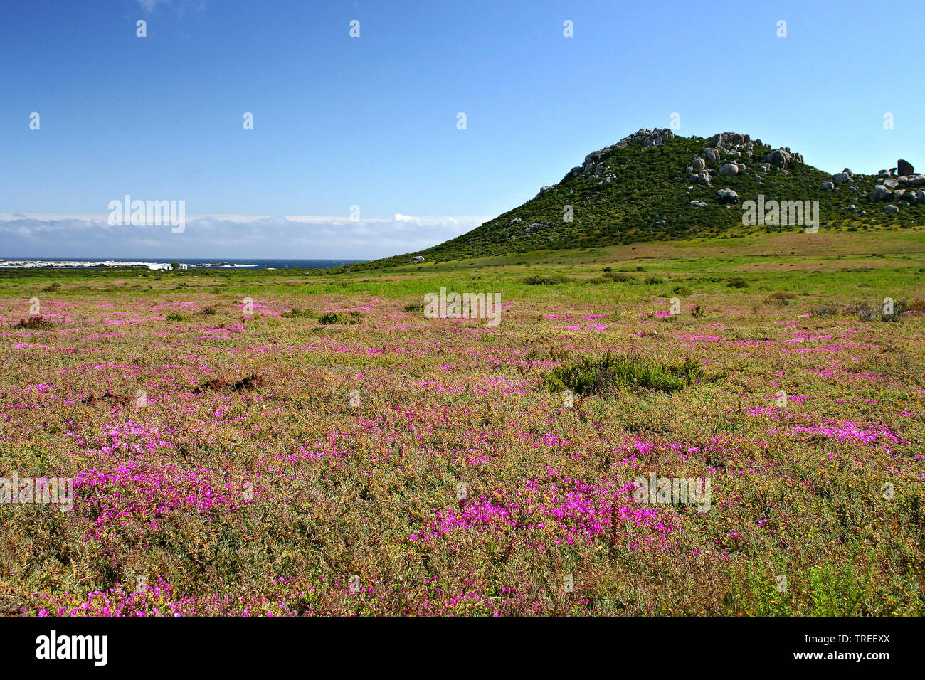 Blühende Landschaft an der West Coast National Park, Südafrika, Western Cape, West Coast National Park Stockfoto