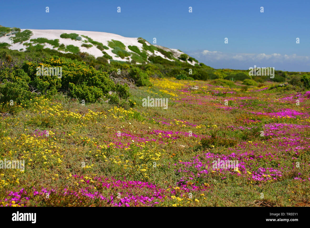 Blühende Landschaft an der West Coast National Park, Südafrika, Western Cape, West Coast National Park Stockfoto