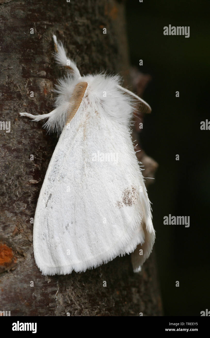 Gelb - Schwanz, Gold-Schwanz (Euproctis Imilis, Porthesia Imilis, Sphrageidus Imilis), sitzt an einem Baumstamm, Niederlande Stockfoto