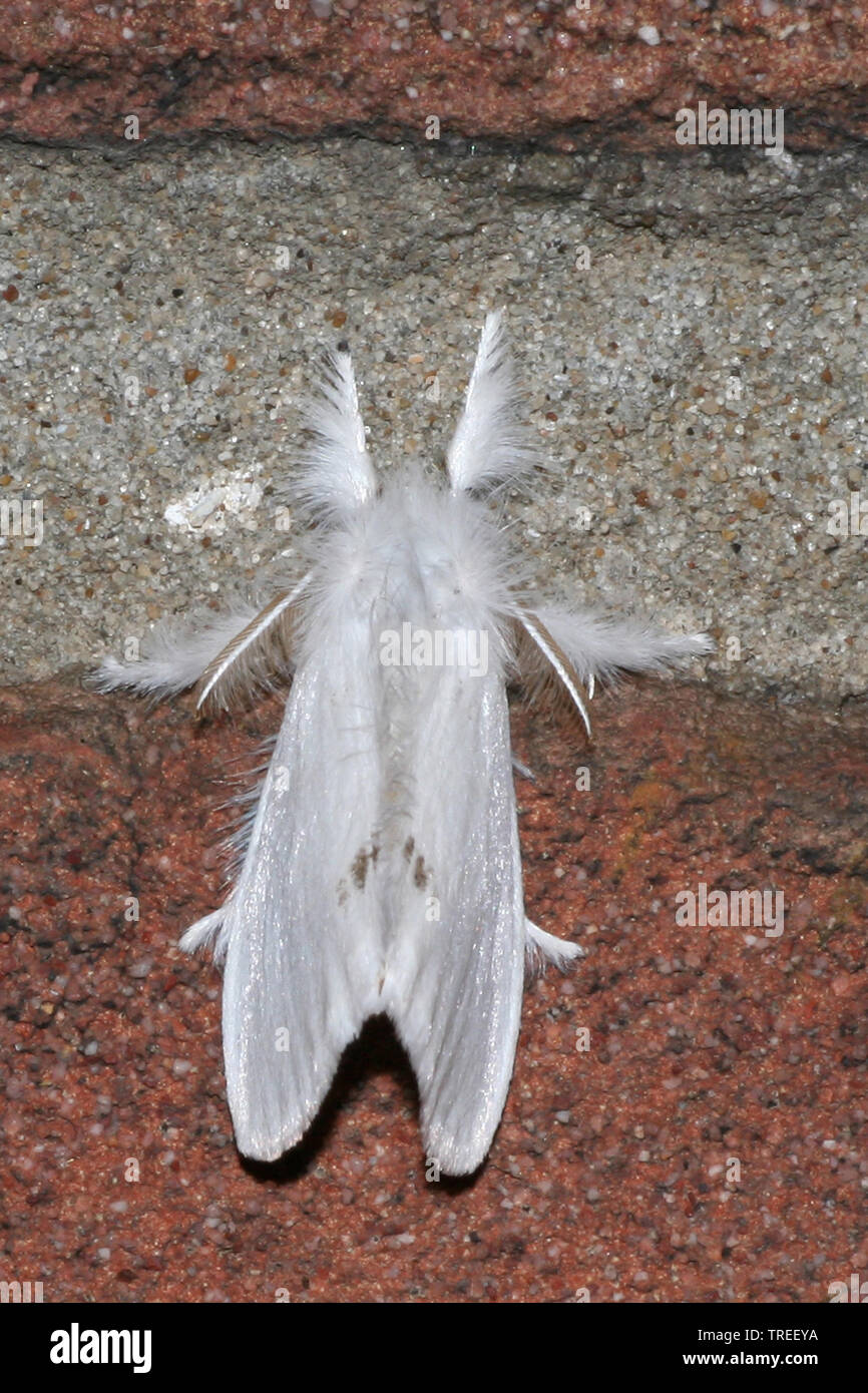 Gelb - Schwanz, Gold-Schwanz (Euproctis Imilis, Porthesia Imilis, Sphrageidus Imilis), sitzt auf einem Stein, Niederlande Stockfoto
