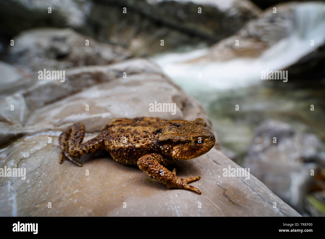 Europäische Erdkröte (Bufo bufo), jungen Kröte vor Mountain Creek, Deutschland, Bayern Stockfoto