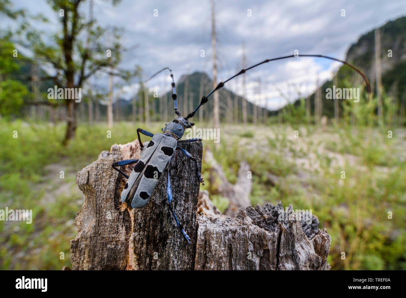 Alpenbocks (Rosalia alpina), sitzt auf einem Baum baumstumpf vor Bergkulisse, Deutschland, Bayern Stockfoto