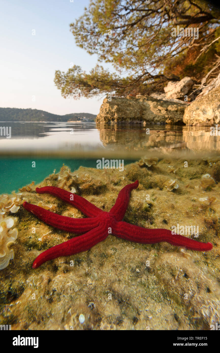 Purple Sea Star (Ophidiaster ophidianus), unter Wasser im Nationalpark Mljet, Kroatien, Nationalpark Mljet Stockfoto