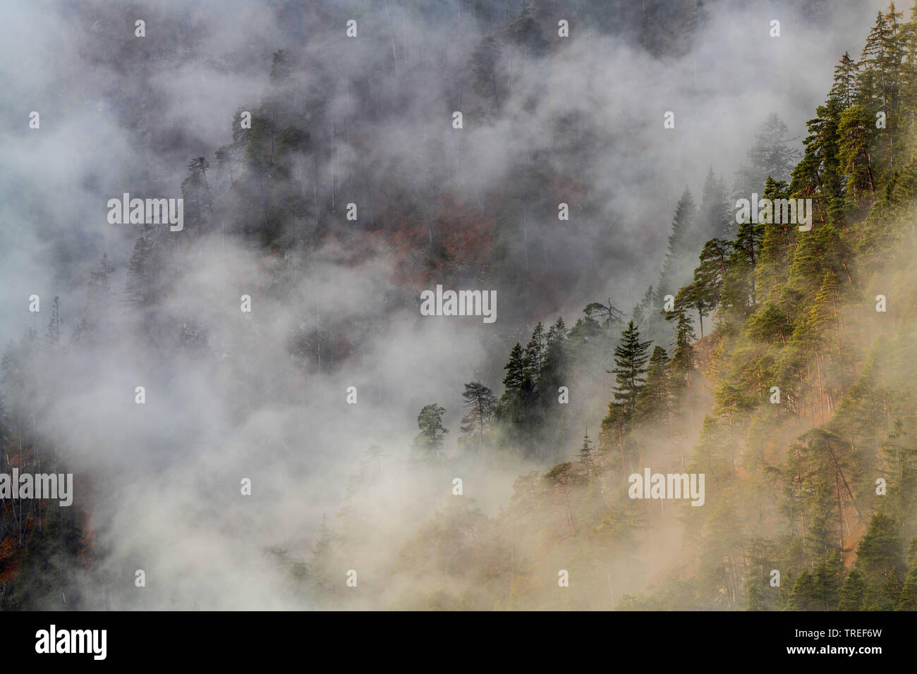 Bäume auf einem Nebel eingehüllt Berghang, Deutschland, Bayern Stockfoto