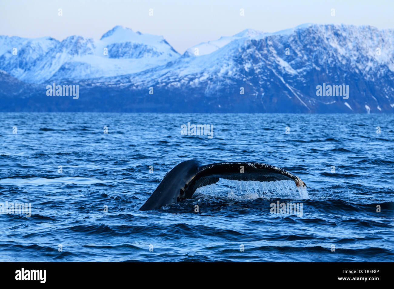 Buckelwale (Megaptera novaeangliae), Fluke vor der nördlichen Küste Landschaft, Norwegen Stockfoto
