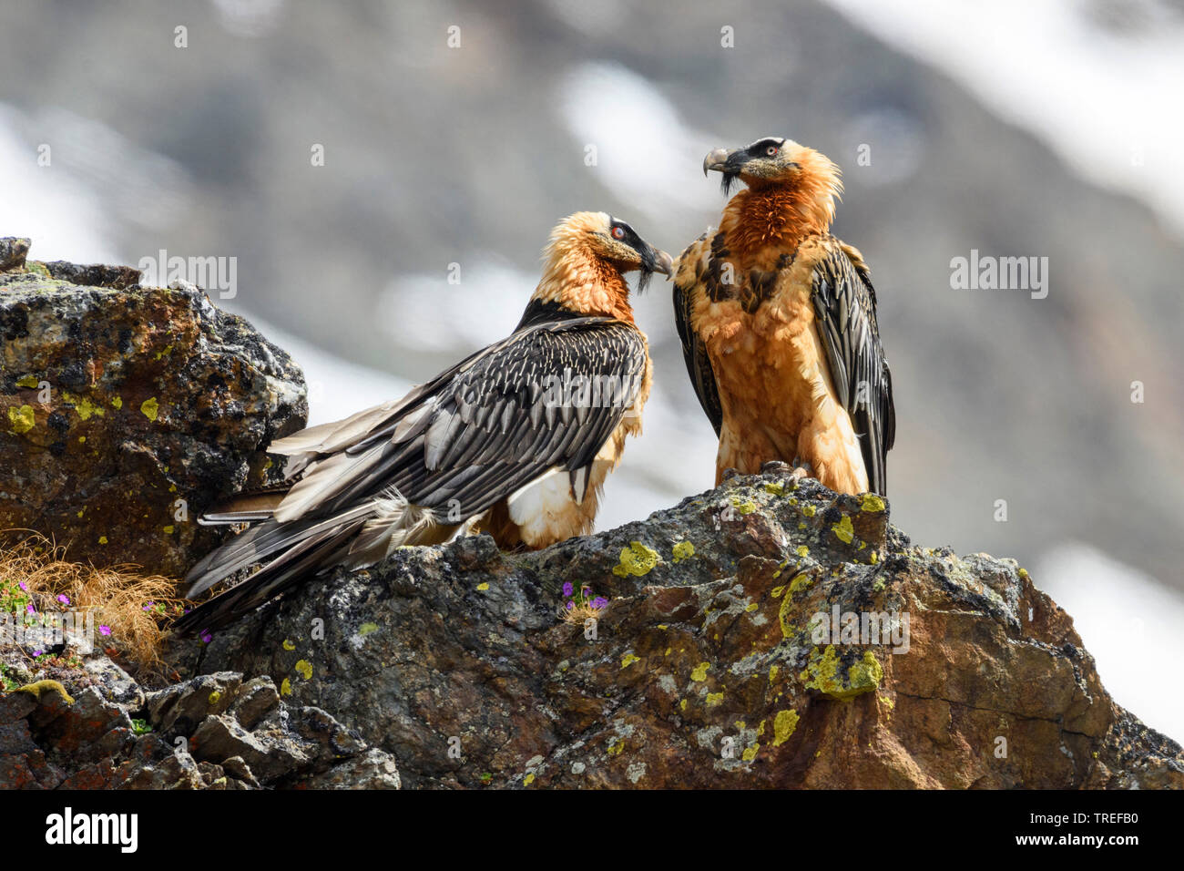 Lämmergeier, Bartgeier (Gypaetus Barbatus), Paar auf einem Felsen, Italien Stockfoto