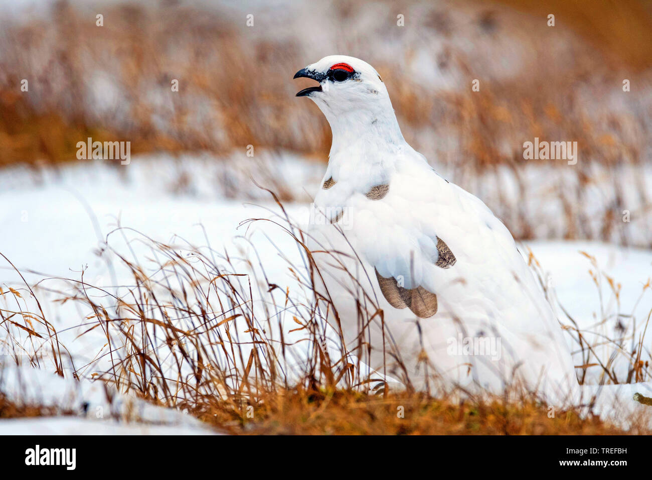 Rock Ptarmigan, Schnee Huhn (Lagopus mutus), männlich im Schnee, Aufruf, Italien, Südtirol Stockfoto