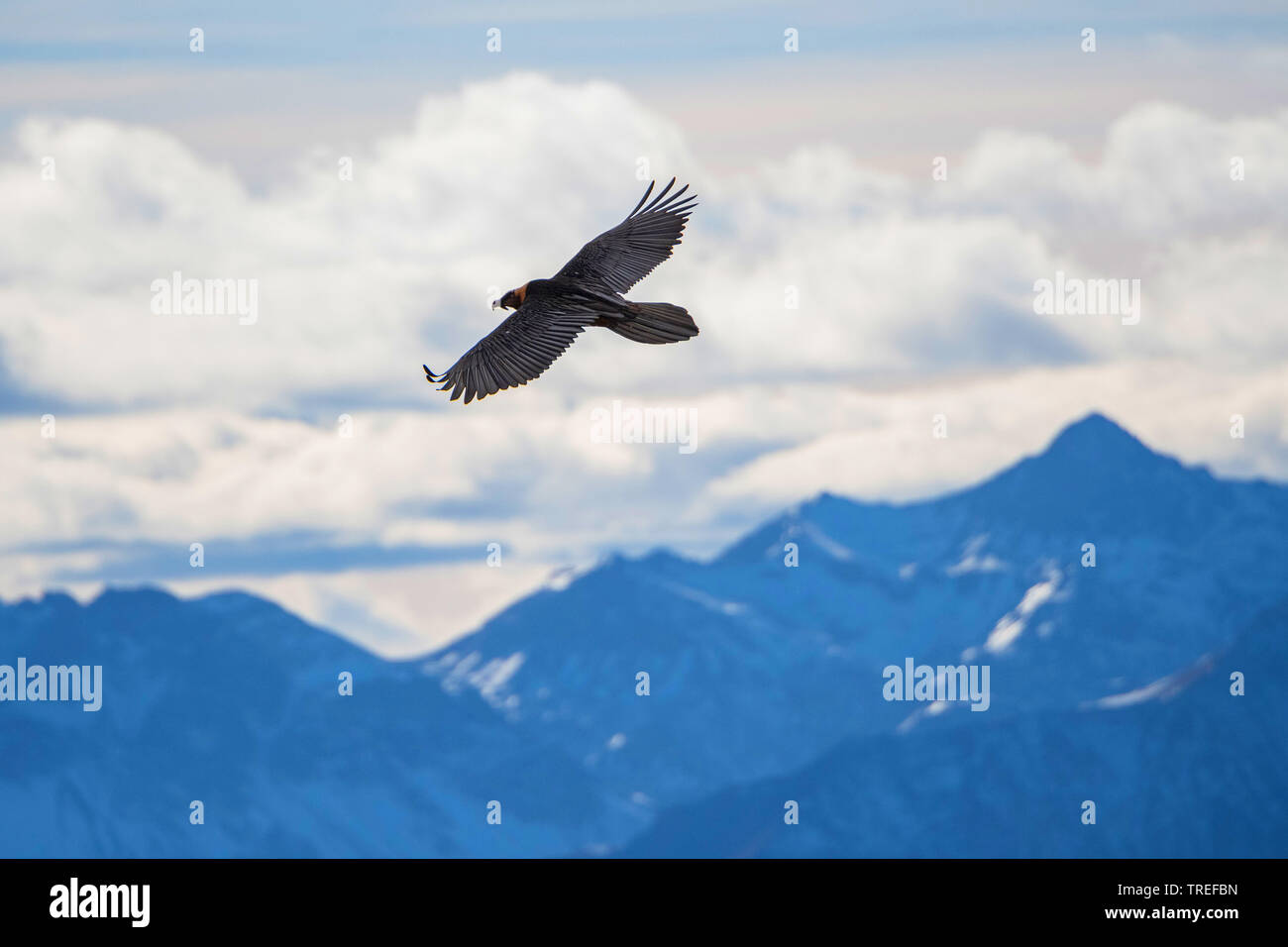 Lämmergeier, Bartgeier (Gypaetus Barbatus), im Flug über die Berge, Italien, Südtirol, Vinschgau Stockfoto