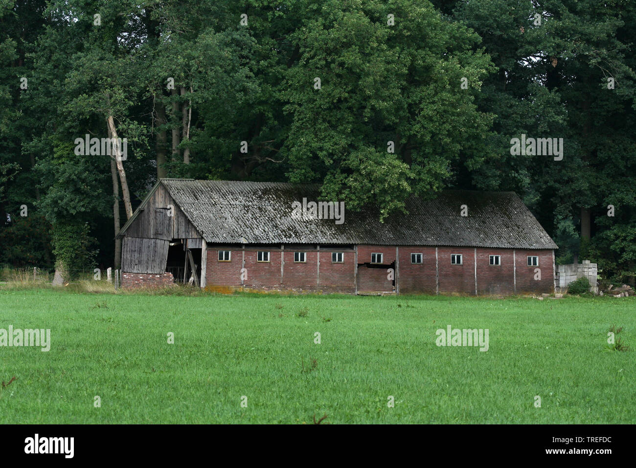 Verfallende Scheune am Waldrand, Niederlande, Gelderland, Gelderland Stockfoto