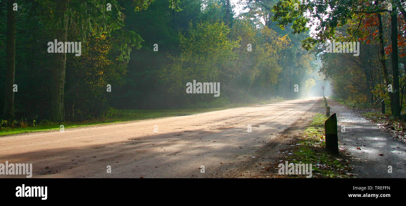 Straße durch den Wald Duc De Brabant, Niederlande, Nordbrabant, Neterselsche Heide Stockfoto